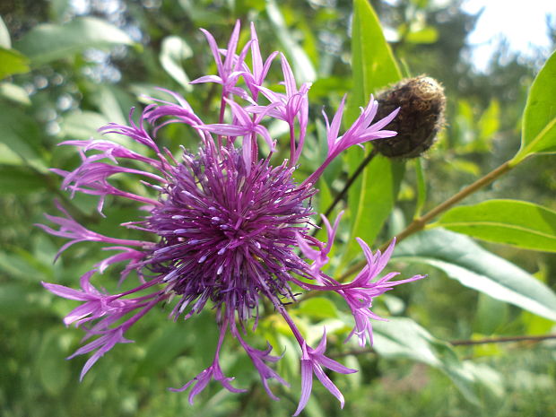 nevädzník hlaváčovitý Colymbada scabiosa (L.) Holub