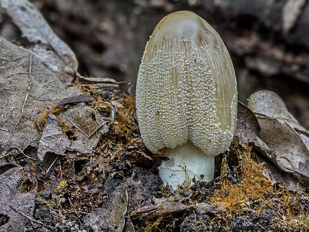 hnojník Coprinus sp.