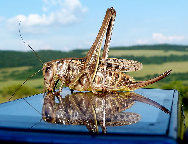 kobylka hnedá Decticus verrucivorus Linné 1758