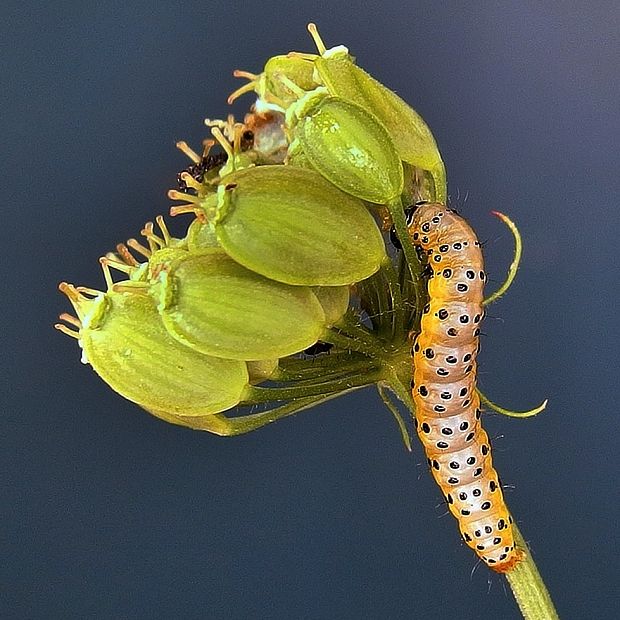 Depressaria pastinacella