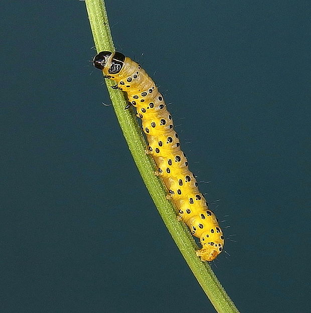 Depressaria pastinacella