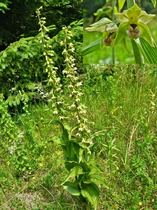 kruštík širokolistý pravý Epipactis helleborine subsp. helleborine (L.) Crantz