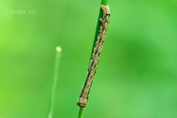 piadivka zimná Erannis defoliaria