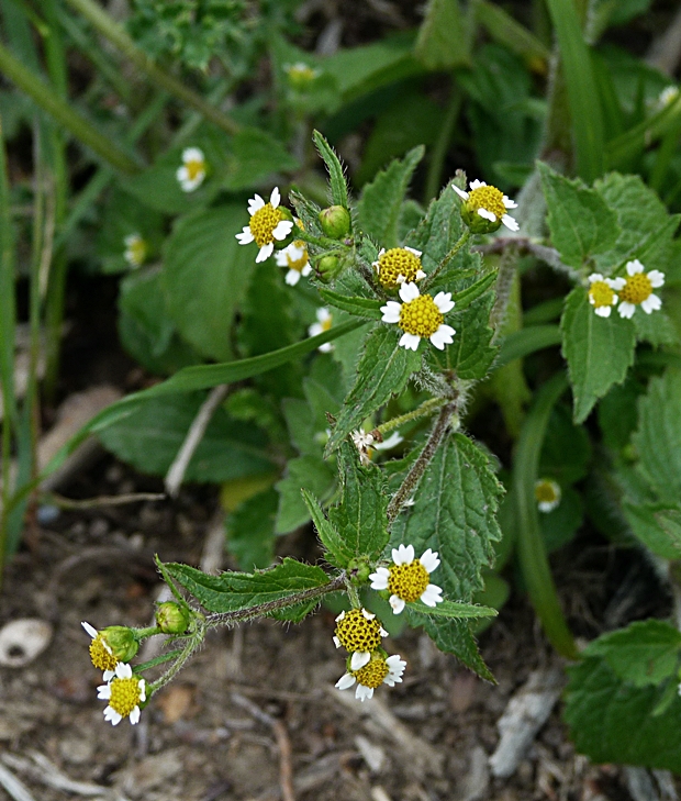 žltnica pŕhľavolistá Galinsoga urticifolia (Humb., Bonpl. et Kunth) Benth.