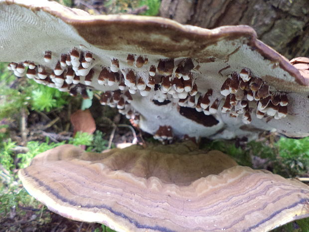 lesklokôrovka plochá Ganoderma applanatum (Pers.) Pat.