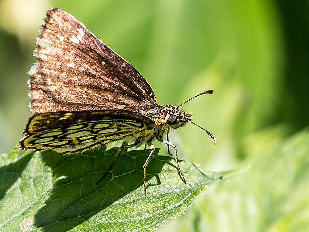 súmračník čiernohnedý  Heteropterus morpheus  Pallas, 1771