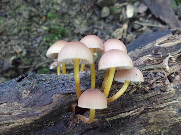 prilbička žltohlúbiková Mycena renati Quél.