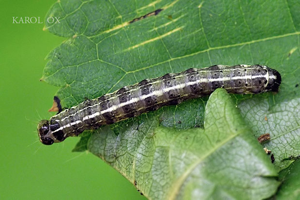 mora dubová Orthosia cruda