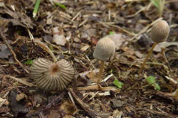 hnojník Schrötterov Parasola schroeteri (P. Karst.) Redhead, Vilgalys & Hopple