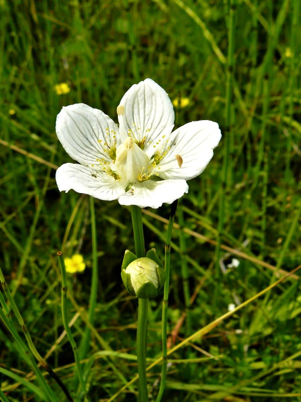 bielokvet močiarny Parnassia palustris L.