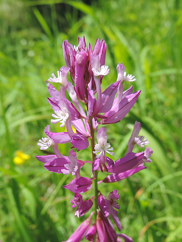 horčinka väčšia Polygala major Jacq.