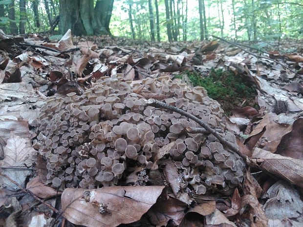 trúdnik klobúčkatý Polyporus umbellatus (Pers.) Fr.