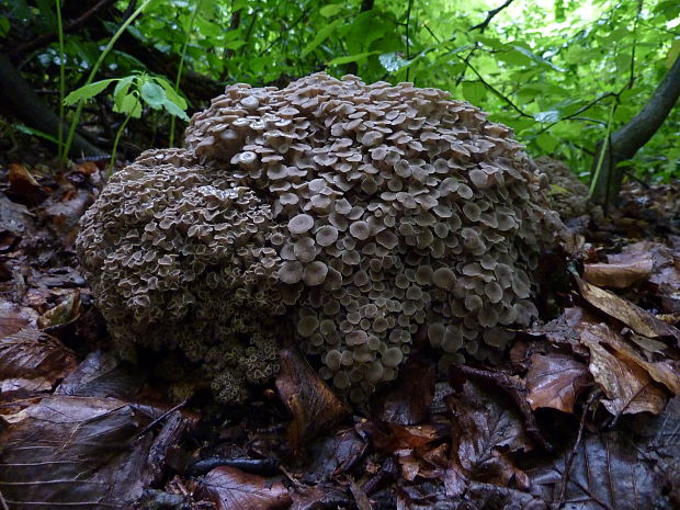 trúdnik klobúčkatý Polyporus umbellatus (Pers.) Fr.