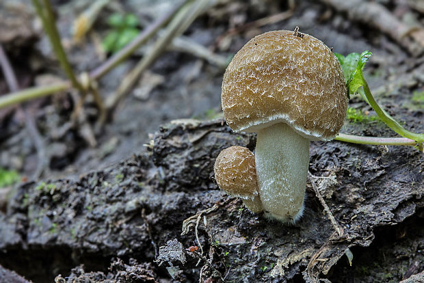 drobuľka Psathyrella sp.