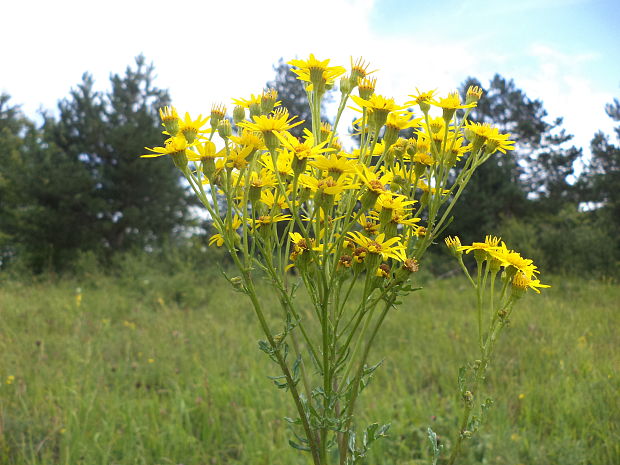 starček jakubov Senecio jacobaea L.