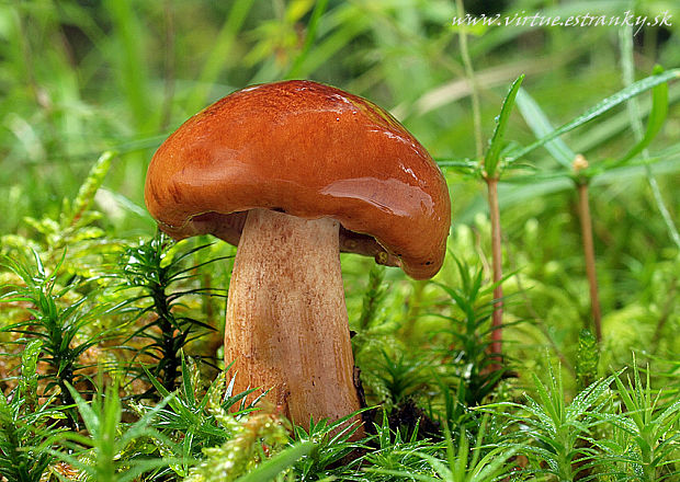 čírovka plavohnedá Tricholoma fulvum (Fr.) Bigeard & H. Guill.