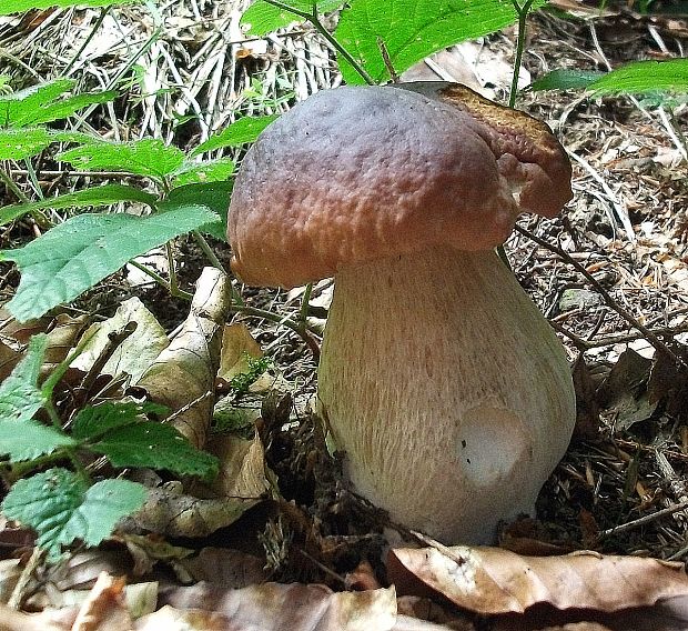 hríb smrekový Boletus edulis Bull.