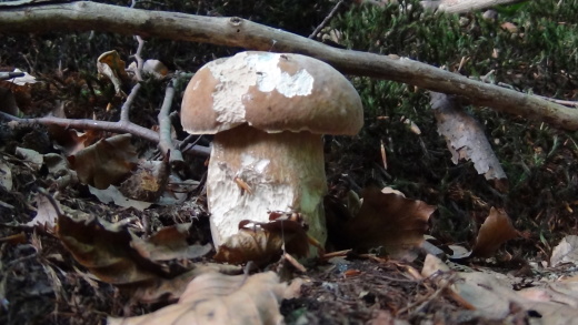 hríb smrekový Boletus edulis Bull.