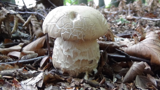 hríb smrekový Boletus edulis Bull.