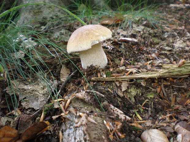 hríb smrekový Boletus edulis Bull.