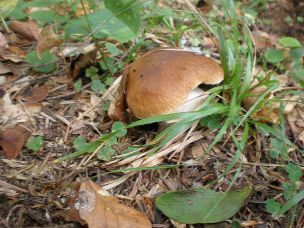 hríb smrekový Boletus edulis Bull.