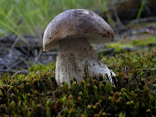 hríb smrekový Boletus edulis Bull.