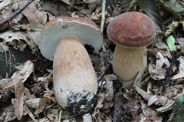 hríb dubový Boletus reticulatus Schaeff.