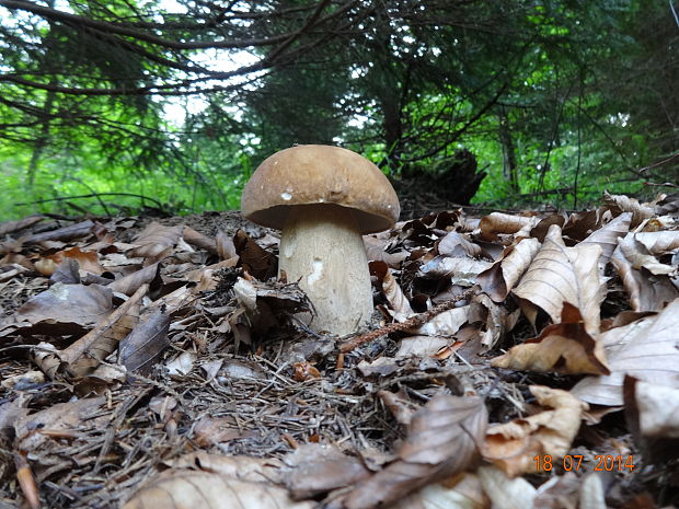 hríb dubový Boletus reticulatus Schaeff.