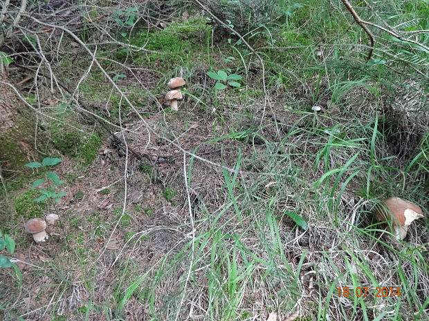 hríb dubový Boletus reticulatus Schaeff.