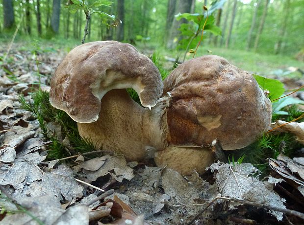 hríb Boletus sp.