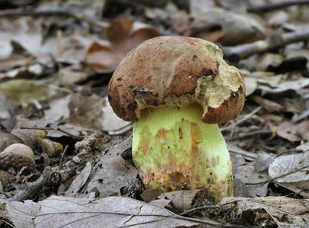 hríb príveskatý Butyriboletus appendiculatus (Schaeff. ex Fr.) Secr.