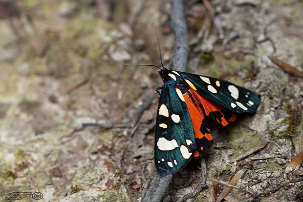 spriadač hluchavkový  Callimorpha dominula Linnaeus 1758