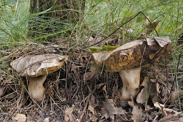 hríb horký Caloboletus radicans (Pers.) Vizzini