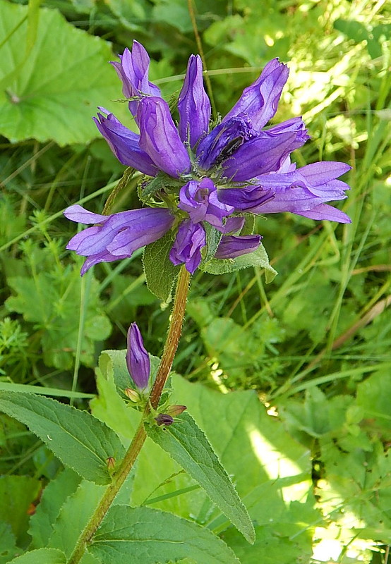 zvonček klbkatý Campanula glomerata agg. L.