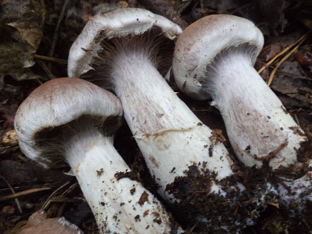 pavučinovec Cortinarius sp.