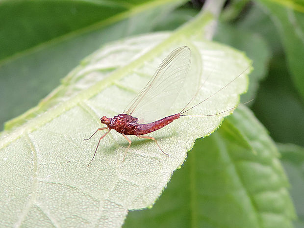 podenka / jepice ♀ Ephemerella sp.