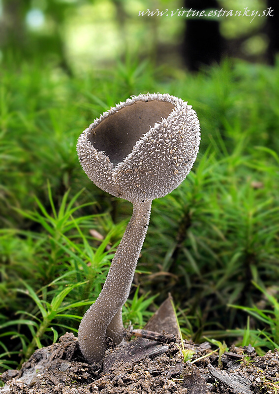 chriapač brvitý Helvella macropus (Pers.) P. Karst.