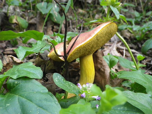 suchohríb karmínový Hortiboletus rubellus (Krombh.) Simonini, Vizzini & Gelardi