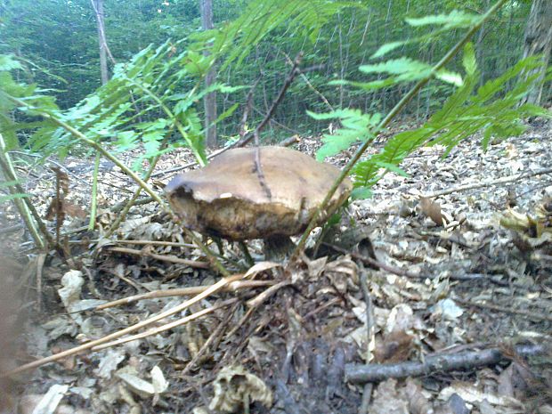 kozák hrabový Leccinum pseudoscabrum (Kallenb.) Šutara