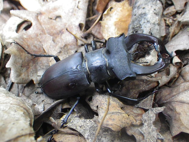 roháč obyčajný Lucanus cervus