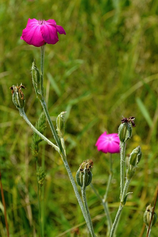 kukučka vencová Lychnis coronaria (L.) Desr.