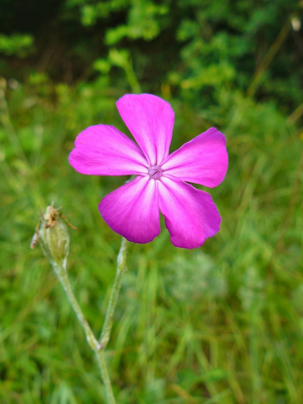 kukučka vencová Lychnis coronaria (L.) Desr.