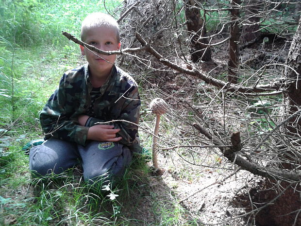 bedľa vysoká Macrolepiota procera (Scop.) Singer