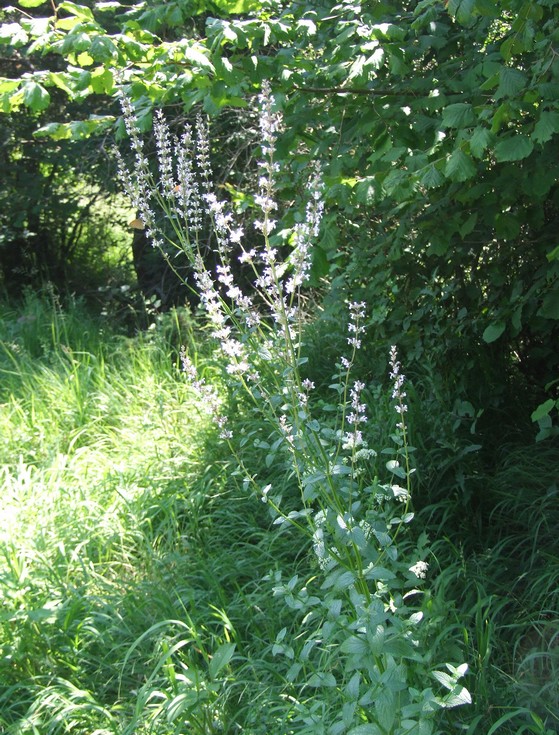 kocúrnik panónsky Nepeta pannonica L.