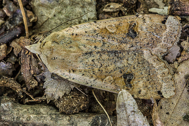 mora štiavová  Noctua pronuba  Linnaeus, 1758