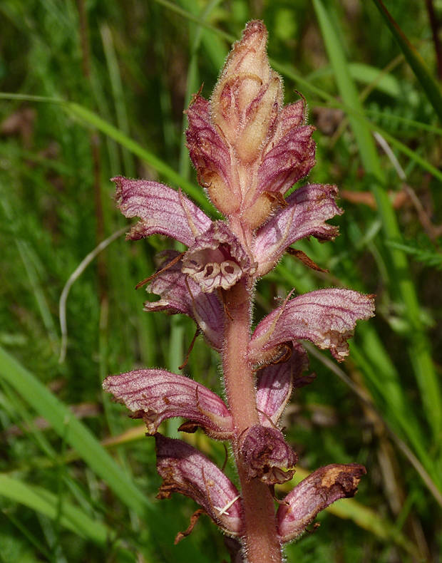 záraza biela väčšia Orobanche alba subsp. major (Čelak.) Zázvorka