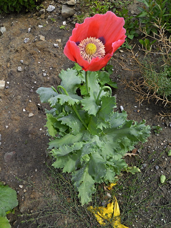 mak siaty Papaver somniferum L.