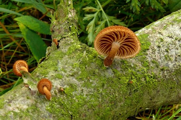 šupináčik obyčajný Phaeomarasmius erinaceus (Fr.) Scherff. ex Romagn.