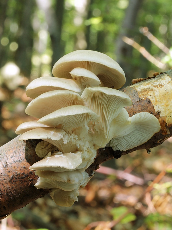 hliva buková Pleurotus pulmonarius (Fr.) Quél.