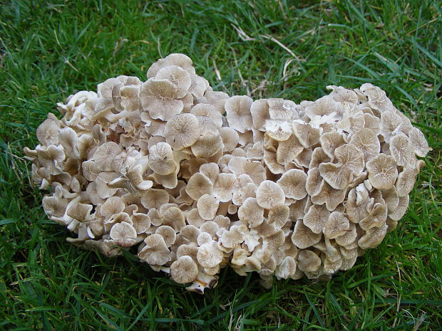 trúdnik klobúčkatý Polyporus umbellatus (Pers.) Fr.